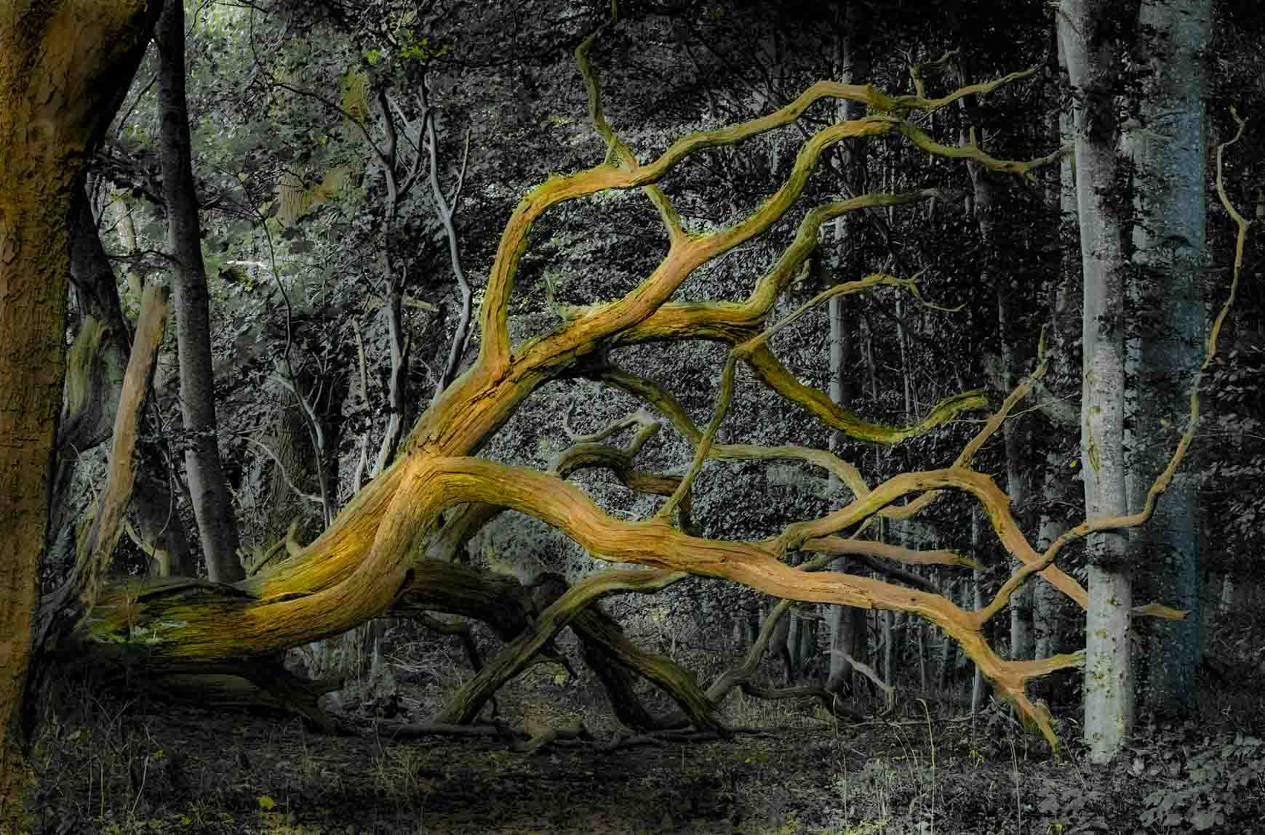 05 K6 Ole Karger snegl